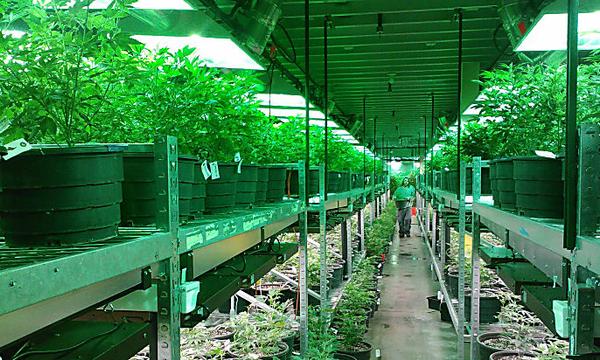 Motley Fool’s #1 Pot Stock