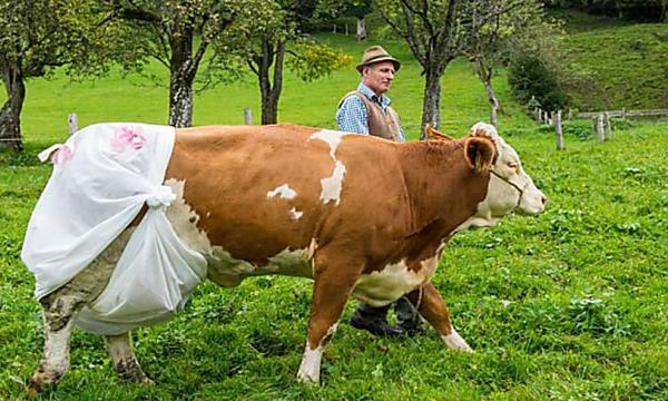 [Pics] This Cow Approached A Man And You'll Never Guess What She Asked Him To Do