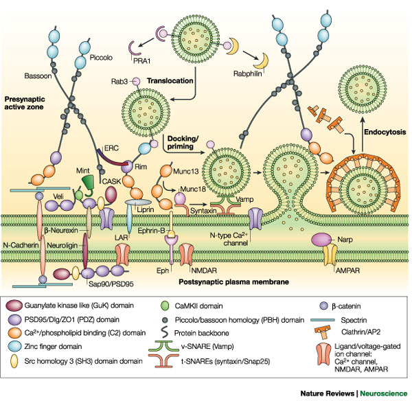 Cellular and molecular mechanisms of presynaptic assembly