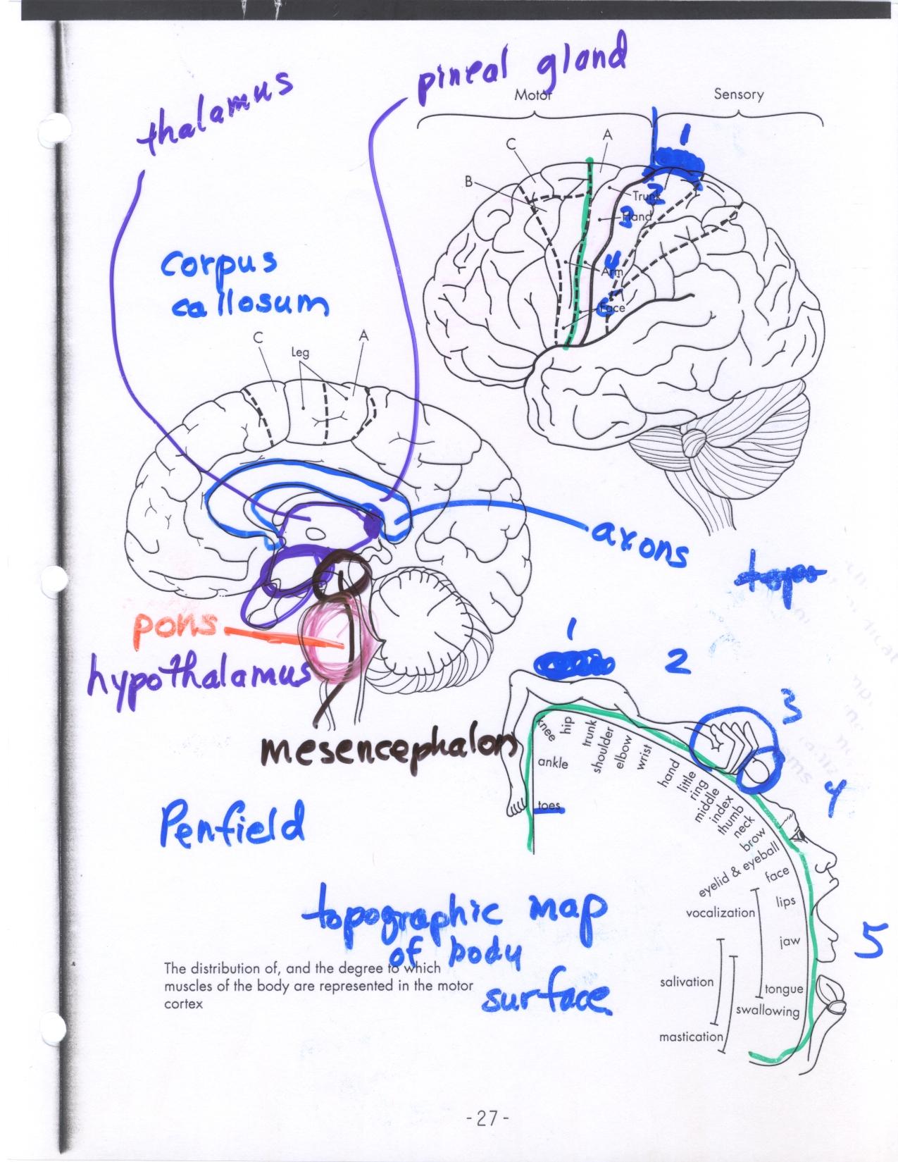 Introduction to Brain Structure II.