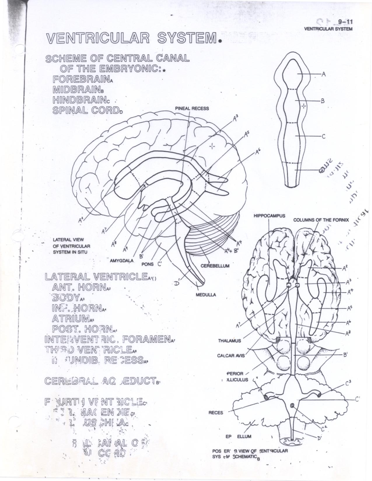 This contains the CerebroSpinal Fluid (CSF)